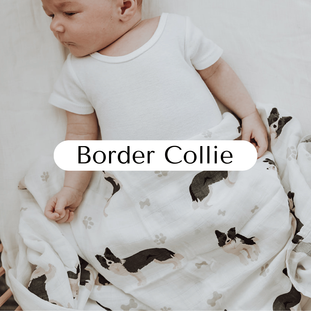 Border Collie | 6 Items + Gift